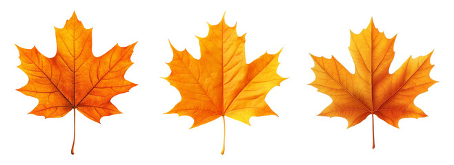 Wall Mural - Isolated Autumn Leaves on Transparent Background