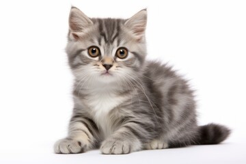  Portrait of a cute munchkin cat on white background