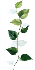 Wall Mural - A green leafy plant with white leaves. The plant is long and thin