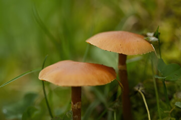 two mushrooms in the grass, mushrooms between blades of grass, brown mushrooms surrounded by grass