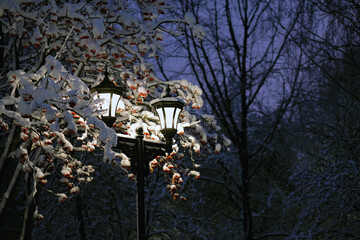 Wall Mural - beautiful winter evening landscape with lantern and snow covered rowan tree. frozen cold weather. christmas, new year holidays. Dark atmospheric winter cityscape. fairy tale atmosphere in winter time