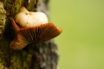 Wall Mural - mushrooms growing on a tree stump, close-up of mushrooms on a dead tree, brown mushrooms surrounded by green background