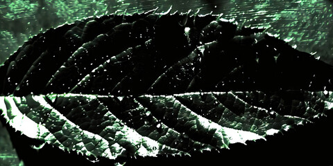 Poster - close-up photograph of a distressed leaf