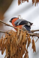 Wall Mural - Close-up a male Eurasian bullfinch sits on the branch and eats dry maple tree seeds perpendicular to the camera lens.