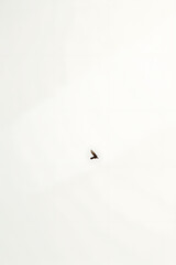 Poster - Simple yet effective composition featuring a singular object placed against a clean white background with minimal visual distractions present._00002_