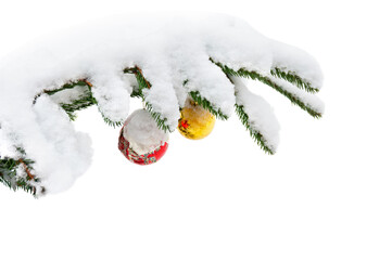 Wall Mural - branches of christmas tree ( spruce ) with christmas balls covered snow in winter on a white backgro