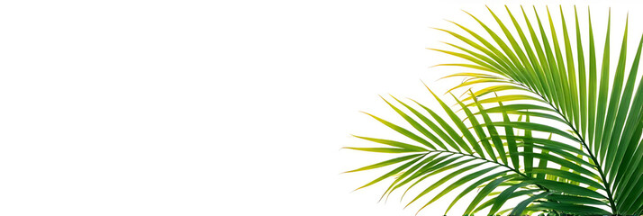 Poster - Bright tropical leaves against a plain white background evoke feelings of nature and carefree summer days in vibrant colors._00002_