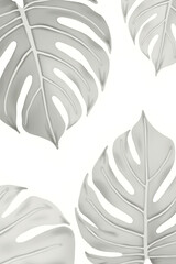 Poster - Beautiful Monstera leaves in white on a transparent background create a stunning tropical botanical decorating design element._00003_