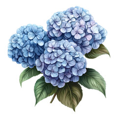 Wall Mural - Blooming blue hydrangeas nature garden botanical illustration serene environment close-up viewpoint floral beauty