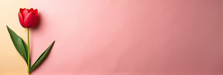 Poster - A single tulip is placed on a brightly colored paper background in a flat composition for a visually appealing display._00002_
