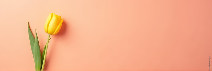Poster - A single tulip is placed on a brightly colored paper background in a flat composition for a visually appealing display._00001_