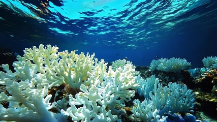 Poster - A diverse coral reef showcases its colorful formations beneath clear blue water, highlighting the rich marine life and healthy ecosystem thriving in this underwater paradise.