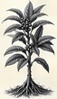 © miss irine - Detailed black, white illustration of coffee plant. Mature coffee tree with robust roots, vibrant foliage shown. Clusters of coffee beans visible on branches. Illustration coffee plant in full