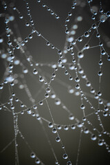 dew drops on a spider web