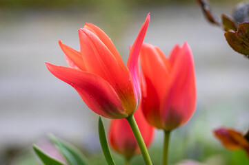 Amazing garden field with tulips of various bright rainbow color petals, beautiful bouquet of small red Tulipa praestans