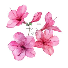 Wall Mural - A watercolor vector of bright pink azalea flowers, isolated on a white background. Azalea vector.
