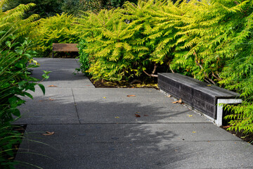 Wall Mural - Cement path leading up to a wood and iron bench on a sunny fall day with a background of lacy yellow green leaves of Staghorn Sumac plants
