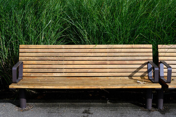 Wall Mural - Wood and iron bench on a sunny fall day with a background of tall green leaves of ornamental grasses, peaceful rest in nature and fresh air
