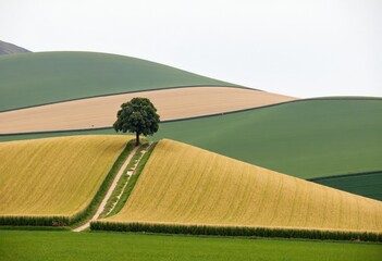 Wall Mural - landscape with field