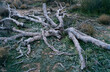 © Andrew Kornylak - The splayed trunk of a dead Palo Verde tree rests in the winter desert of Mount Lemmon near Tucson, Arizona