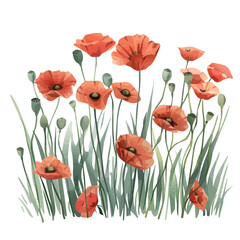 Wall Mural - A watercolor drawing of red poppy flowers, isolated on a white background. Red poppy flowers vector.
