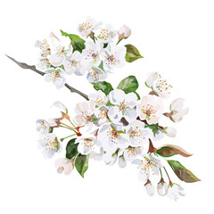 Wall Mural - A watercolor drawing of white cherry blossoms in spring, isolated on a white background. White cherry blossoms in spring vector.
