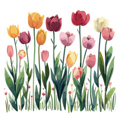 Wall Mural - A watercolor vector of wild tulips blooming in a meadow, isolated on a white background. Wild tulips blooming in a meadow vector.
