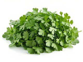 Wall Mural - coriander on a white background