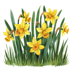 Wall Mural - A watercolor of yellow daffodils, isolated on a white background. Yellow daffodils vector.

