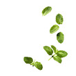 © Afifah - Mint leaves isolated, transparent shadow for fresh cooking designs.