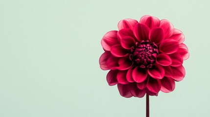 Aufkleber - A bold magenta dahlia against a pale green background, close-up shot, Minimalist style