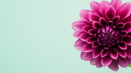 Aufkleber - A bold magenta dahlia against a pale green background, close-up shot, Minimalist style