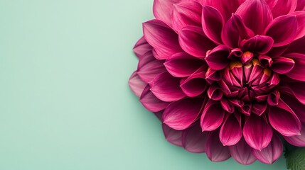Aufkleber - A bold magenta dahlia against a pale green background, close-up shot, Minimalist style