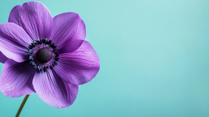 Aufkleber - A bold purple anemone against a light teal background, close-up shot, Minimalist style