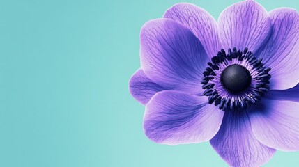 Aufkleber - A bold purple anemone against a light teal background, close-up shot, Minimalist style