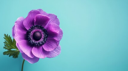 Aufkleber - A bold purple anemone against a light teal background, close-up shot, Minimalist style