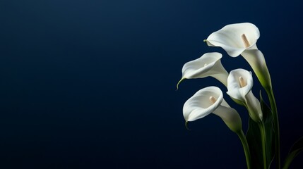 Poster - A bouquet of elegant calla lilies against a deep midnight blue background, close-up shot, Minimalist style