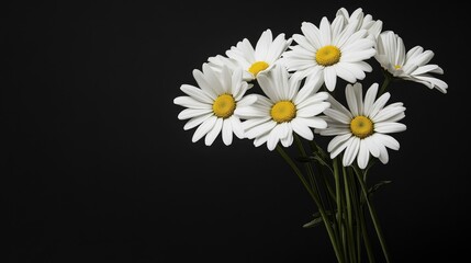 Poster - A bouquet of fresh white daisies arranged against a clean black backdrop, close-up shot, Minimalist style