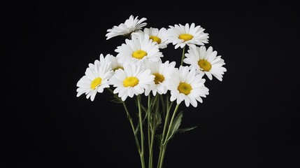 Poster - A bouquet of fresh white daisies arranged against a clean black backdrop, close-up shot, Minimalist style