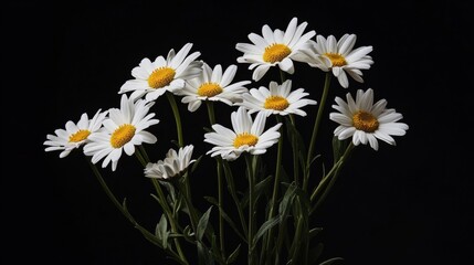 Poster - A bouquet of fresh white daisies arranged against a clean black backdrop, close-up shot, Minimalist style