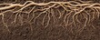 © Jiraporn - Macro natural concept. Detailed view of tree roots growing in rich, dark soil showcasing nature's network.