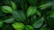 © Jiraporn - Micro foliage concept. Vibrant green leaves creating a lush and natural background for nature-themed designs.