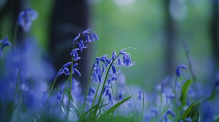 Poster - A cluster of bluebells in a forest clearing, medium shot, Minimalist style
