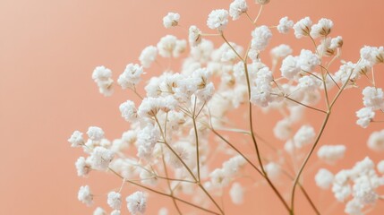 Poster - A cluster of delicate baby's breath flowers against a soft pastel coral background, macro shot, Minimalist style