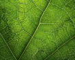 © Marufa - A close-up of a green leaf with complex veins and texture against a background of nature isolation.
