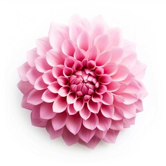 Wall Mural - Pink Flower, Isolated on white background, flat lay 