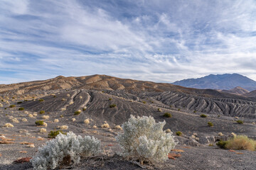 Wall Mural - Ubehebe Craters / maar and tuff ring, volcanic. Death Valley National Park, California. Mojave Desert / Basin and Range Province. Atriplex hymenelytra, the desert holly, 