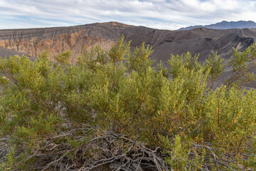 Wall Mural - Ubehebe Craters / maar and tuff ring, volcanic. Death Valley National Park, California. Mojave Desert / Basin and Range Province. Larrea tridentata, creosote bush, greasewood, chaparral
