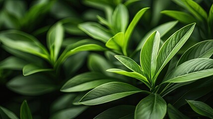 Poster - Micro foliage idea. Close-up of lush green leaves, showcasing vibrant textures and natural beauty.
