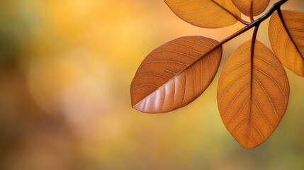 Poster - Micro foliage idea. Close-up of autumn leaves highlighting warm colors and gentle textures.